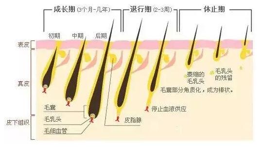 天津美萊做激光脫毛的價(jià)格高嗎