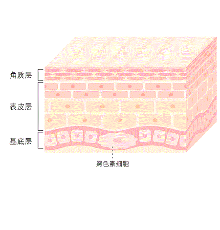 美白法寶