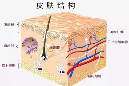 為什么瘦人也會有“肥胖紋”？