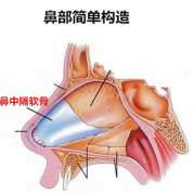 隆鼻術(shù)醫(yī)院哪些專業(yè)靠譜，鼻中隔軟骨隆鼻價格是多少